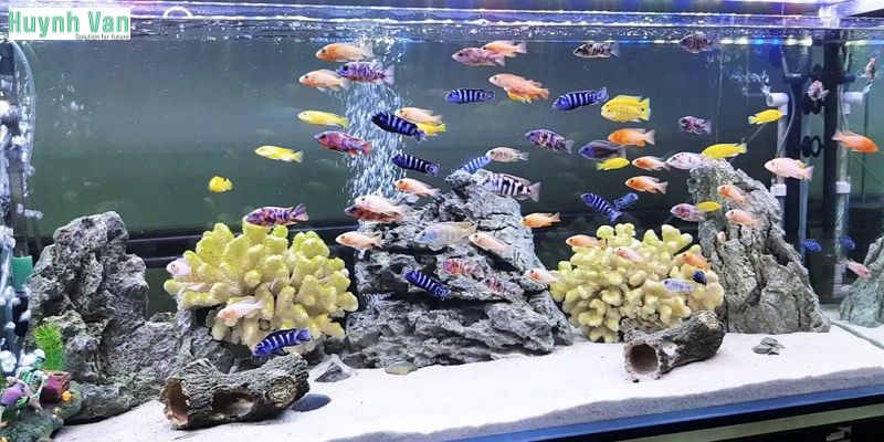 Ưu điểm và giới hạn và lưu ý khi dùng đèn UV để xử lý rêu