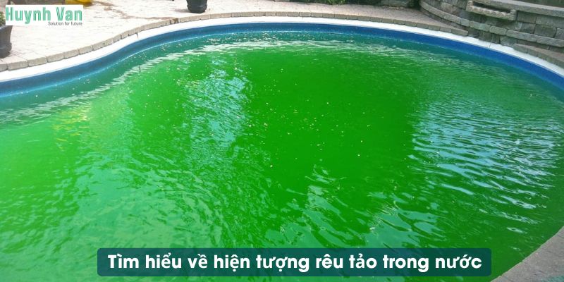 Tìm hiểu về hiện tượng rêu tảo trong nước
