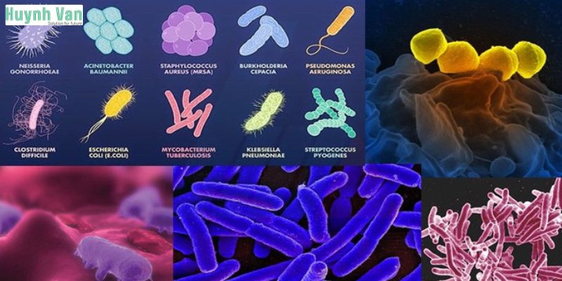 Phân biệt vi sinh có lợi và vi sinh có hại trong hệ thống nước