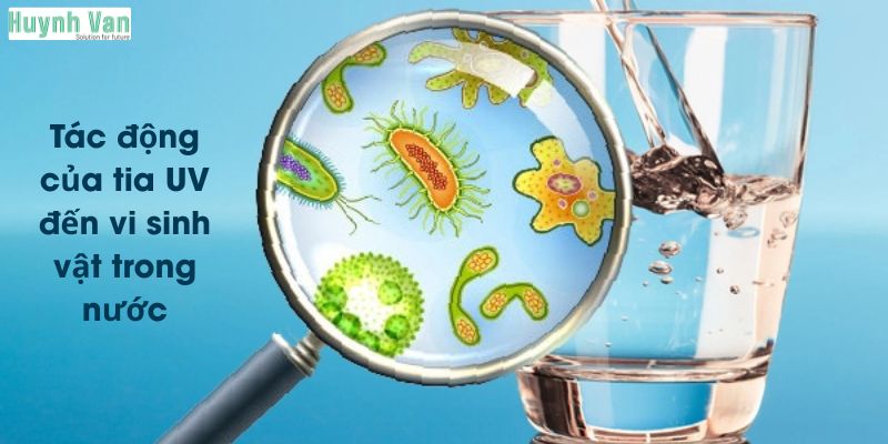 Tác động của tia UV đến vi sinh vật trong nước