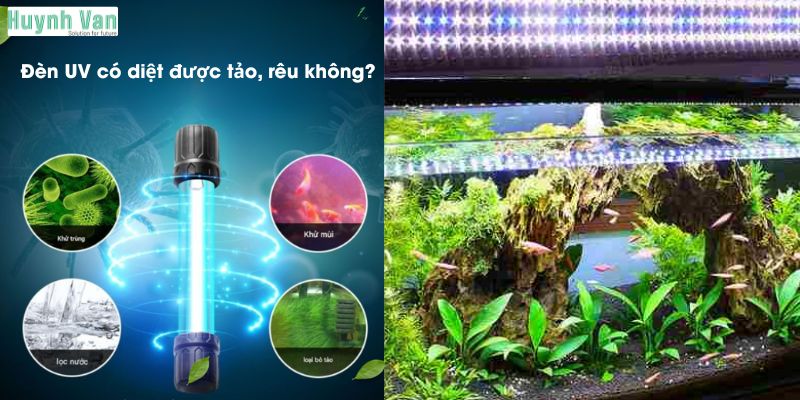 Đèn UV có diệt được tảo, rêu không?