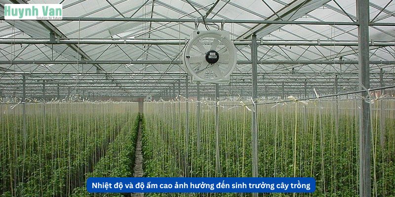 Nhiệt độ và độ ẩm cao ảnh hưởng đến sinh trưởng cây trồng