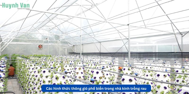 Các hình thức thông gió phổ biến trong nhà kính trồng rau