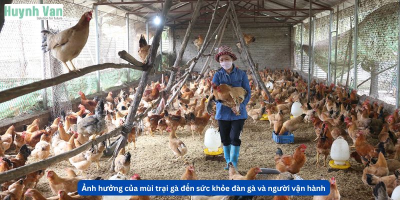 Ảnh hưởng của mùi trại gà đến sức khỏe đàn gà và người vận hành