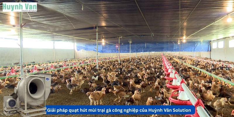 Giải pháp quạt hút mùi trại gà công nghiệp của Huỳnh Văn Solution