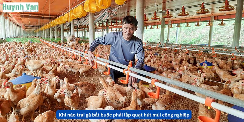 Khi nào trại gà bắt buộc phải lắp quạt hút mùi công nghiệp