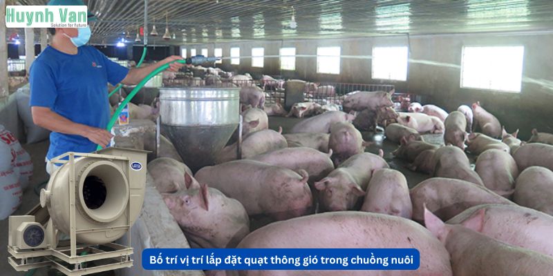 Bố trí vị trí lắp đặt quạt thông gió trong chuồng nuôi