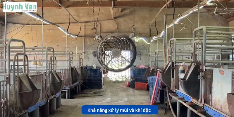 Khả năng xử lý mùi và khí độc trong trại chăn nuôi heo