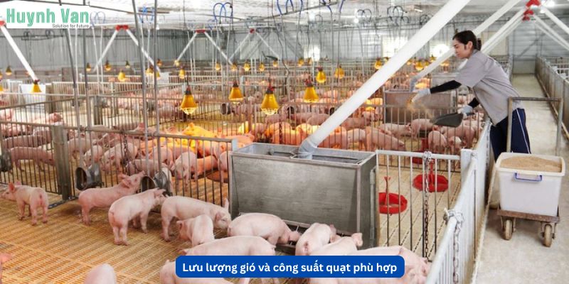 Lưu lượng gió và công suất quạt phù hợp với quy mô trại heo