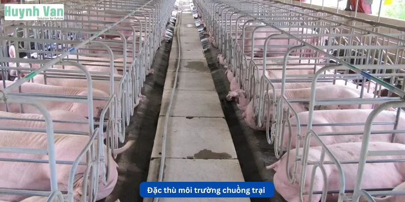 Đặc thù môi trường chuồng trại ảnh hưởng đến việc chọn quạt thông gió